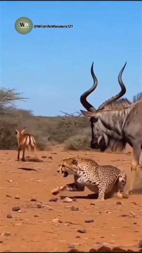 Underdog Kudu Turns Hunter Into Prey