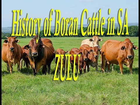 History of Boran Cattle in South Africa ZULU