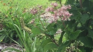 It's a battle between a butterfly and a bumblebee at one of the pollinator beds at the Dewey Short Visitor Center. Look closely at the video to see who ultimately got the spot. | Little Rock District, U.S. Army Corps of Engineers | Facebook
