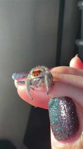 Meet Nugget the Spider Who Loves Bungee Jumping Off My Hand
