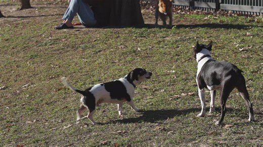 Dog park etiquette: Experts reveal faux pas to avoid
