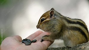 Video of chipmunk eats sunflower seeds from the hand