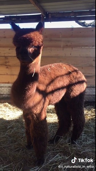 La canción del alpaca: diversión y ritmo