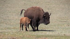 Bison Cow and Calf : vidéo de stock (100 % libre de droit) 17351071 | Shutterstock