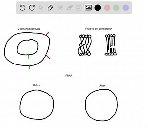 SOLVED:Lipid bilayers are said to behave like two-dimensional fluids. What does this mean? What drives the movement of lipid molecules and proteins within the bilayer? How can such movement be measured? What factors affect the degree of membrane fluidity?