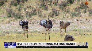 Ostriches might have the goofiest mating dance ever? | WGN Morning News