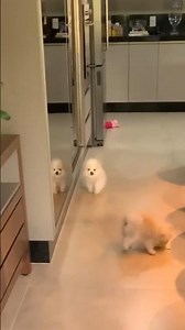 This Pomeranian Was Supposed to Fetch… But Ran Away Instead 😂