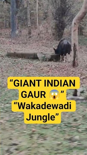 Wakadewadi Jungle Mein Indian Gaur (Bison) Spot Hua 😱🔥