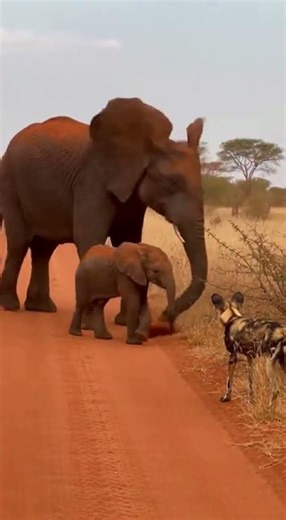 How does a bold jackal suddenly regret everything? 😳➡️🐕‍🦺