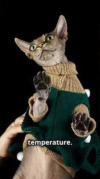 Top 5 Most Surprising Things About Elf Cats You Never Knew