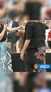 What's your favorite Dachshund variety? Long-haired, smooth-haired, wire-haired ... or all three! Learn more: https://bit.ly/4agSmfn | AKCtv