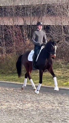 Voila ✨ 4yo Hanoverian by Va Pensiero