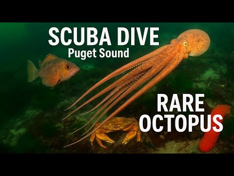 Rare Octopus Sighting at Alki Beach | Majestic Solo Dive in Puget Sound