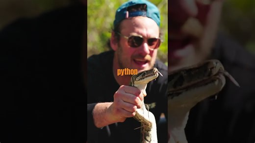 Catching an invasive 10-foot python in Florida