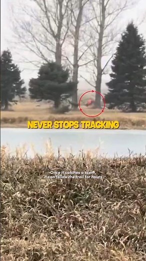 Bloodhounds Can Follow Your Trail for Hours… You Can't Hide ⚡
