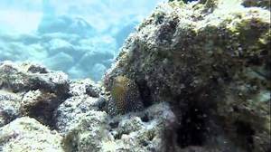 3.8K views · 126 reactions | Allow Atlantis Submarines to show you the other 96 percent of Kona you can’t see any other way. Treat yourself to Kona’s most beautiful and captivating scenery, habitats, and isolated treasures, 100 feet below the ocean's surface. atlantisadventures.com/kona | HAWAII Magazine | Facebook