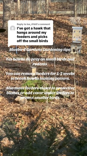 Replying to @lee_4168 There are ways to protect your small bird feeder visitors. Remove feeders for a couple of weeks to encourage hawk to move on. Building a protective wildlife shelter underneath also helps. Use a live Christmas tree and zigzagged tree branches covered with brush to deter hawks and provide safe food for small birds. Birds are great to encourage to gardens as natural pest control. #hawks #howtodeterhawks #gardening101 #beginninggardening