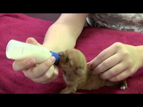 Caring for Neonatal orphaned puppies