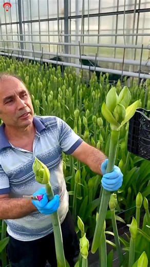 World's Most Expensive Flower Harvest🌹| Tulip Farming & Greenhouse Growing Process