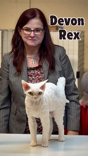 Devon Rex vs Cornish Rex - Understanding the Differences