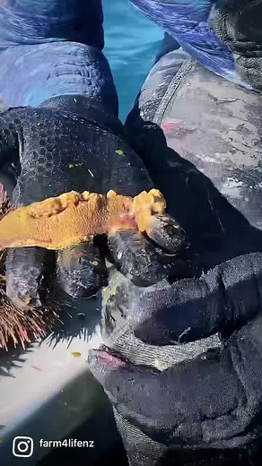 241K views · 5.3K reactions | Welcome to the Kina Creamery | Farm 4 Life | Facebook