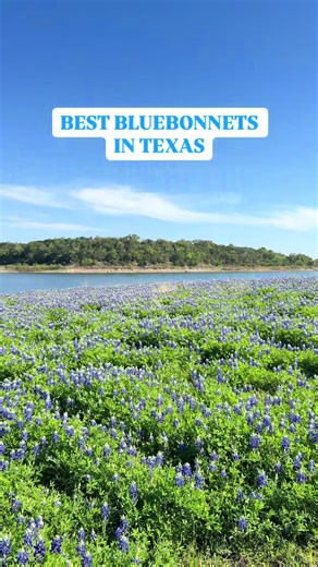 Best bluebonnets in Texas = Muleshoe Bend Recreation Area in Spicewood! Go see them while they’re in bloom! #texas