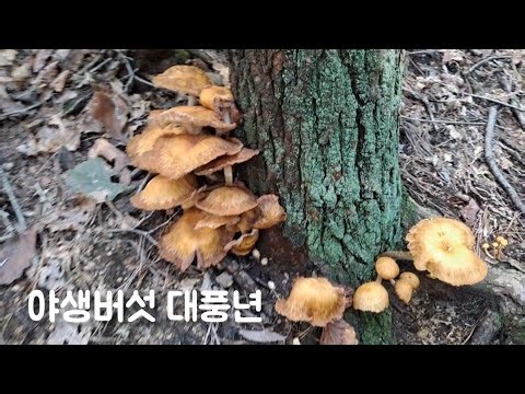 🍄야생버섯들 대풍년! 지금 한창 올라오기 시작합니다 버섯산행 건강 항암 