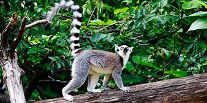 3 virtual zoo trips that will entertain bored kids