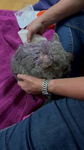 Baby Bugs is still with us.. he sleeps 99% of the time and only moves when I take him out of his pouch. He loves being snuggled so warm and tight in a pouch. I had to clean his wounds and in this case applied Flamazine as it has antibacterial properties although it’s usually used for burns. It is appropriate to use for these types of wounds. He is still not feeding perfectly but getting some milk in. On antibiotics for infection but I also suspect a fungal infection as he has a peculiar smell. I