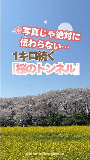 写真では絶対に伝わらない🌸1000本の桜を見て気づいた「本当のお花見」の楽しみ方 #桜 #花のある暮らし #ガーデニング