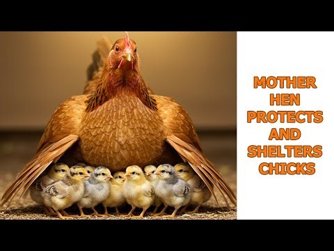 Mother Hen Protects And Shelters Chicks Under Her Open Wings