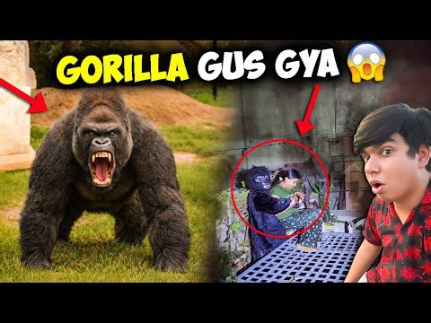 Aadhi Raat Ko Gorilla Ghr Me Guss Gya 😱 Ladki Ko Le Gya 💔 SW Pet House Please Help 😭