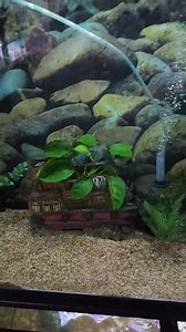 Ohio Fish Rescue on Reels