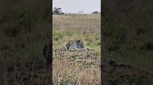 Watch How This Leopard Prepares for a Morning Hunt