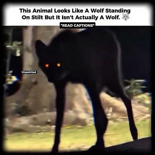 This animal looks like a wolf standing on stilts… but it isn't actually a wolf. 🐺