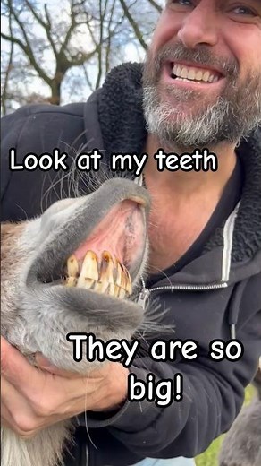 Hilarious Donkey Shows Off His Big Teeth! 😆🫏 | Funniest Donkey Video Ever!