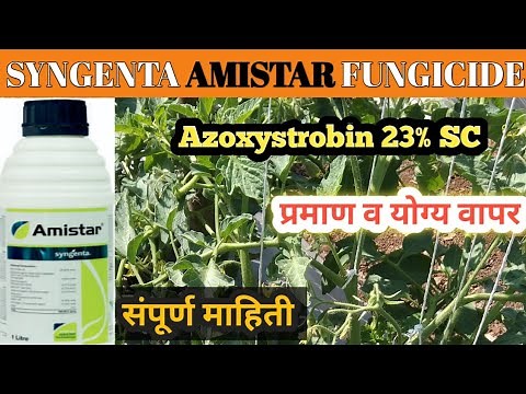 SYNGENTA AMISTAR FUNGICIDE | Azoxystrobin 23%sc | systamic fungicide