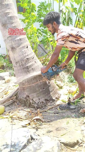 coconut tree cutting work#skills#treecutting