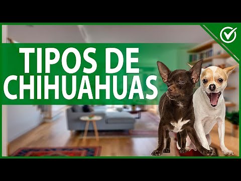 🐶 How Many Types of Chihuahuas Are There and What Colors Do They Have? Characteristics and Images 🐶