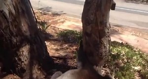 #fyp #koalas #screamingkoalas #part1 Have any of y’all seen this video 😂