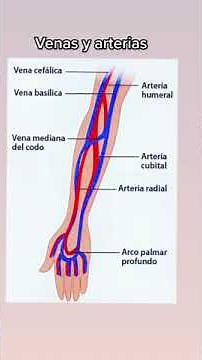 Arterias y venas del brazo y antebrazo