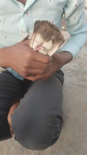 #pigeon #raisenpigeons #kabutarandekabdetehain #raisenpigeons #birds 💪💪🔥🔥💪💪💪💪💪💪💪💪💪🔥🔥🔥🔥🔥