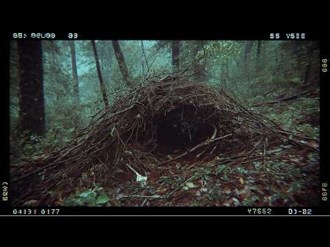 Footage So Disturbing Authorities Won’t Acknowledge It