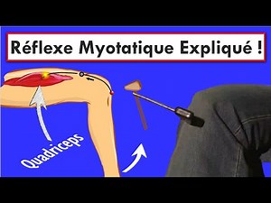 Comment Fonctionne le Réflexe Myotatique? Explication Simple et Rapide