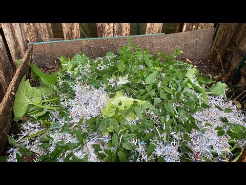 Shredded Paper in your Compost with The Stupid Gardener ‪@thestupidgardener4642‬