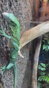 10K views · 318 reactions | Although my green tree monitor lizards...