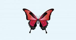 4k Butterfly Animation On Light Blue Stock Footage Video (100% Royalty-free) 1052974049 | Shutterstock