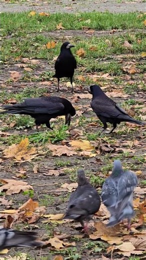 Rooks Feeding Each Other 😂 Strange Sounds in the Park