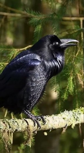 Majestic Raven Sound in Forest 🌲🖤🔊
