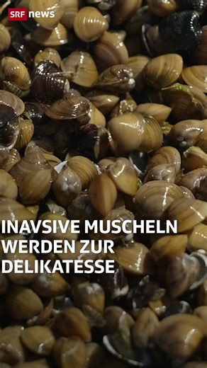 Invasive Muscheln sind ein zunehmendes Problem in Schweizer Flüssen und Seen. Ihre Ausbreitung ist kaum zu stoppen. Laut Unternehmer Manuel Vock könne man eine der invasiven Arten aber ohne schlechtes Gewissen essen: die asiatische Körbchenmuschel. Er sammelt die Süsswassermuscheln aus dem Zürichsee und verkauft sie an Restaurants. 🐚🐚🐚 #Muscheln #Delikatesse #SRFNews #News #SRF | SRF News